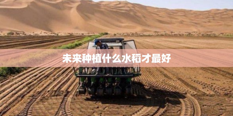 未来种植什么水稻才最好