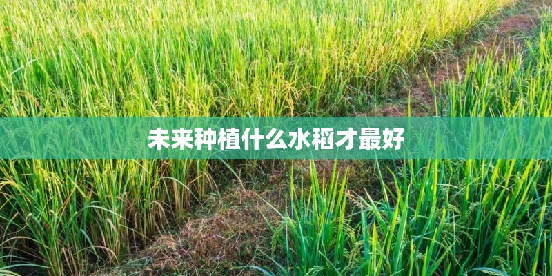 未来种植什么水稻才最好 未来种植什么水稻才最好
