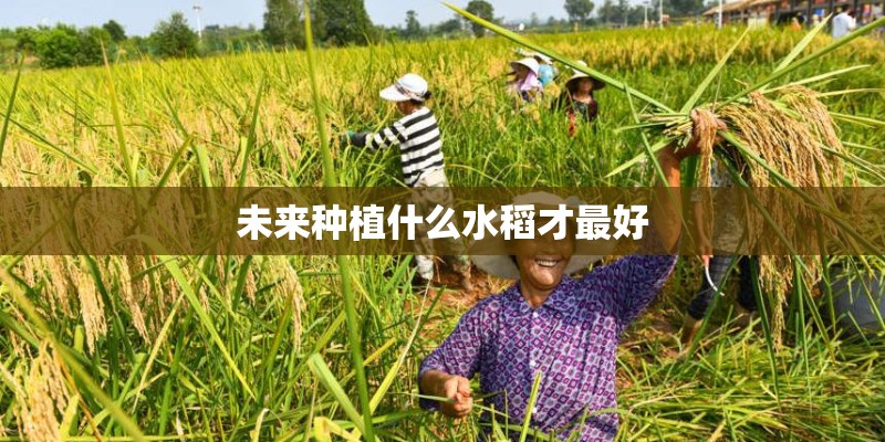 未来种植什么水稻才最好 未来种植什么水稻才最好