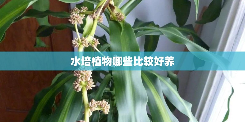 水培植物哪些比较好养