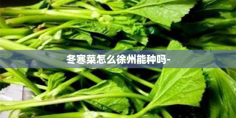 冬寒菜怎么徐州能种吗-