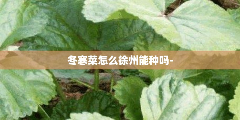 冬寒菜怎么徐州能种吗-