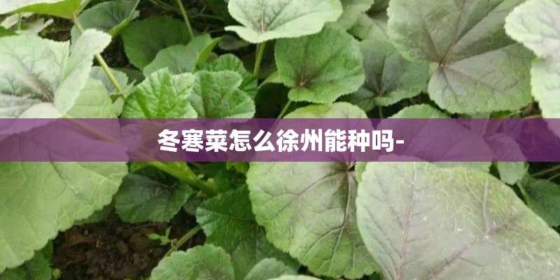 冬寒菜怎么徐州能种吗-