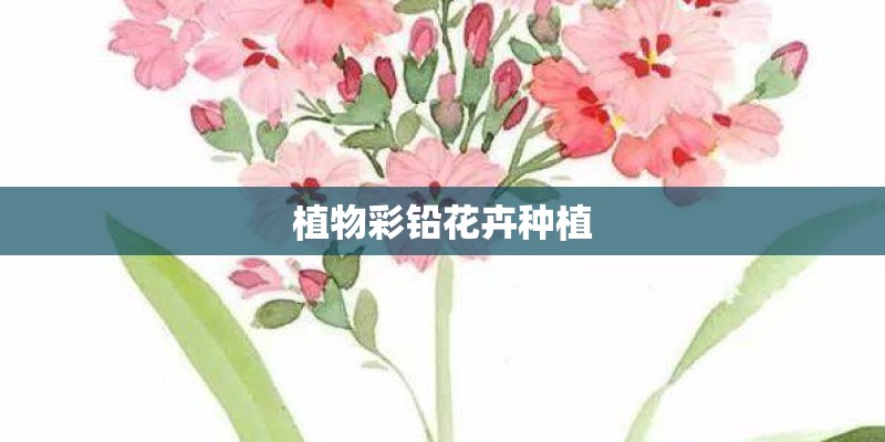植物彩铅花卉种植