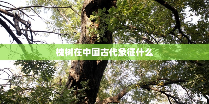槐树在中国古代象征什么