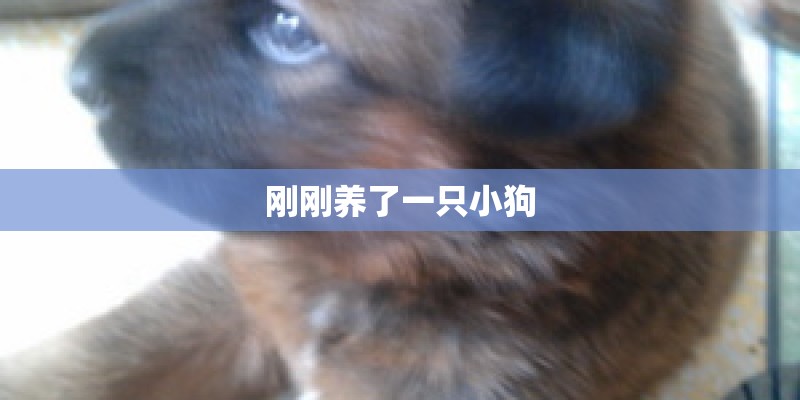 刚刚养了一只小狗