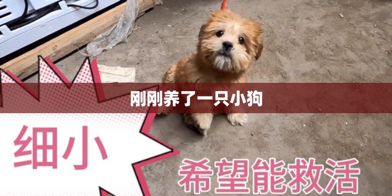 刚刚养了一只小狗 刚刚养了一只小狗