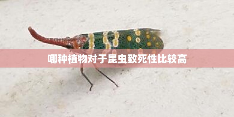 哪种植物对于昆虫致死性比较高