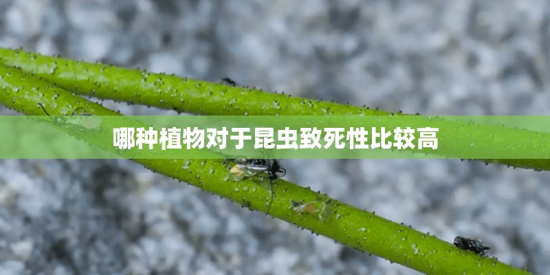 哪种植物对于昆虫致死性比较高
