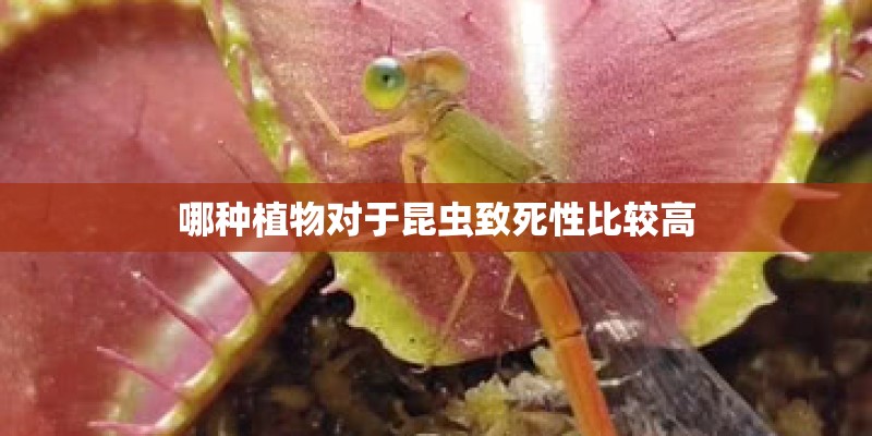 哪种植物对于昆虫致死性比较高