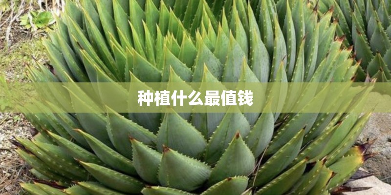 种植什么最值钱