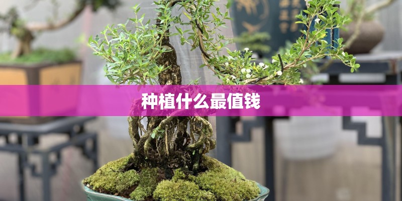 种植什么最值钱