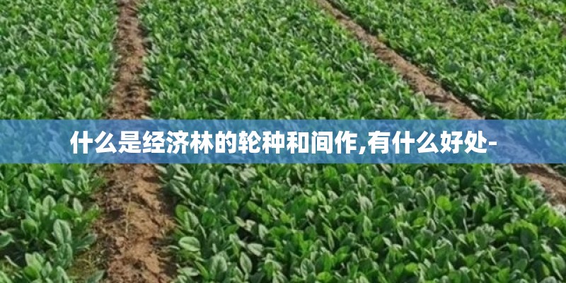 什么是经济林的轮种和间作,有什么好处-