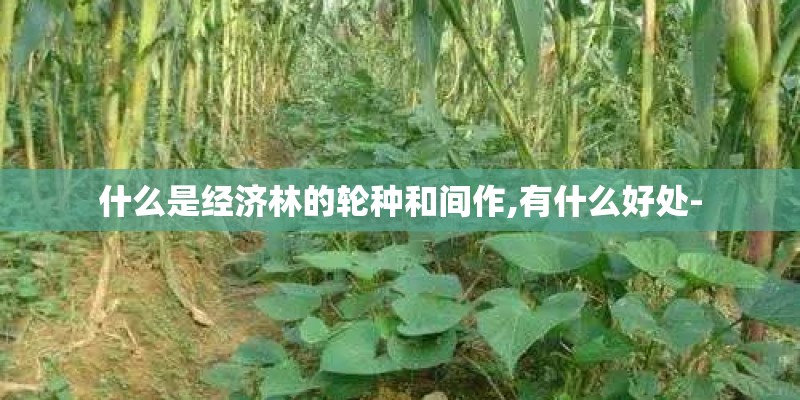 什么是经济林的轮种和间作,有什么好处-