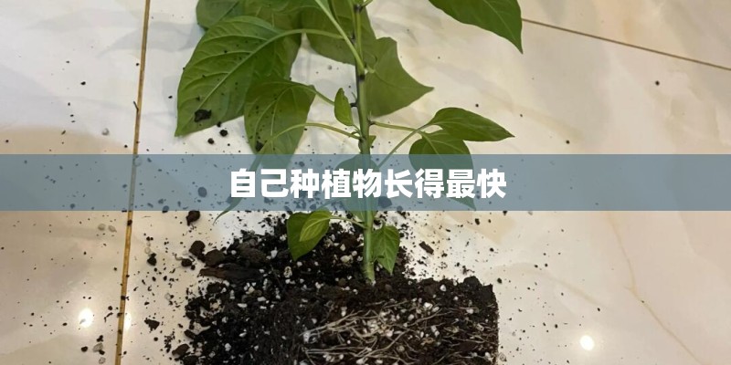 自己种植物长得最快