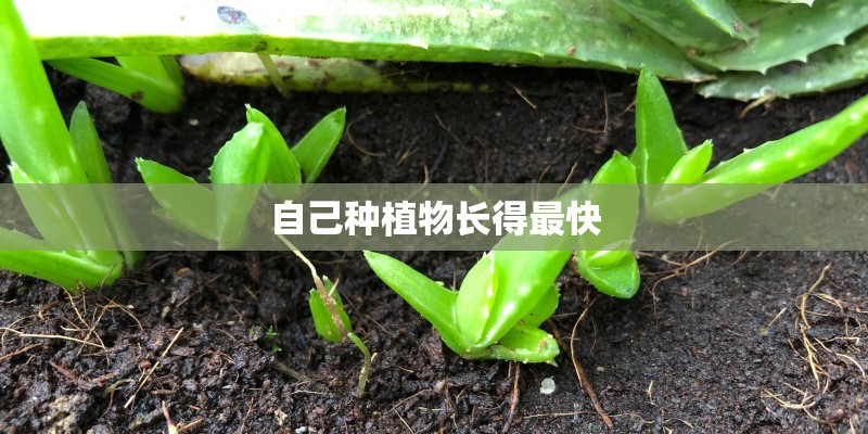 自己种植物长得最快 自己种植物长得最快