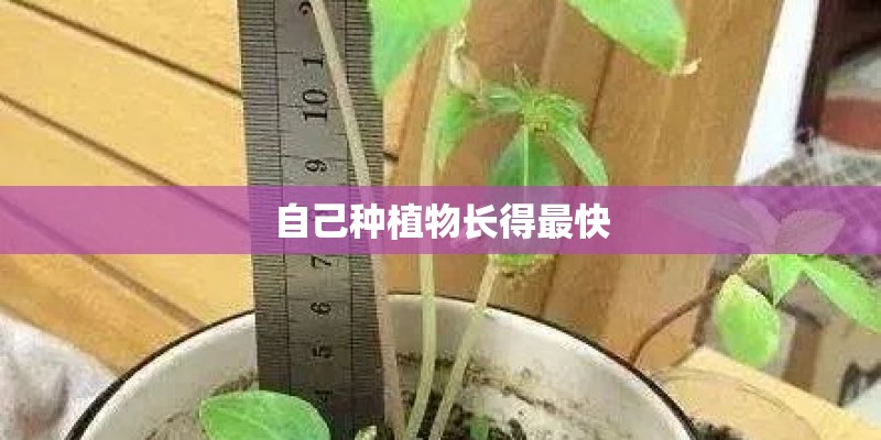 自己种植物长得最快 自己种植物长得最快