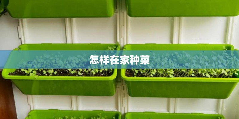 怎样在家种菜