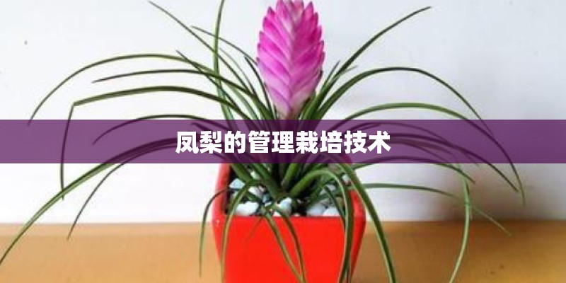 凤梨的管理栽培技术