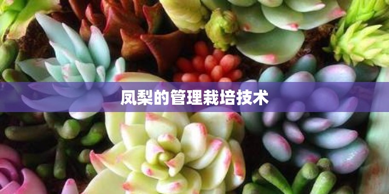 凤梨的管理栽培技术