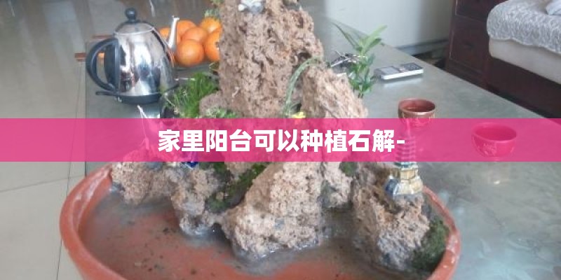 家里阳台可以种植石解- 家里阳台可以种植石解-
