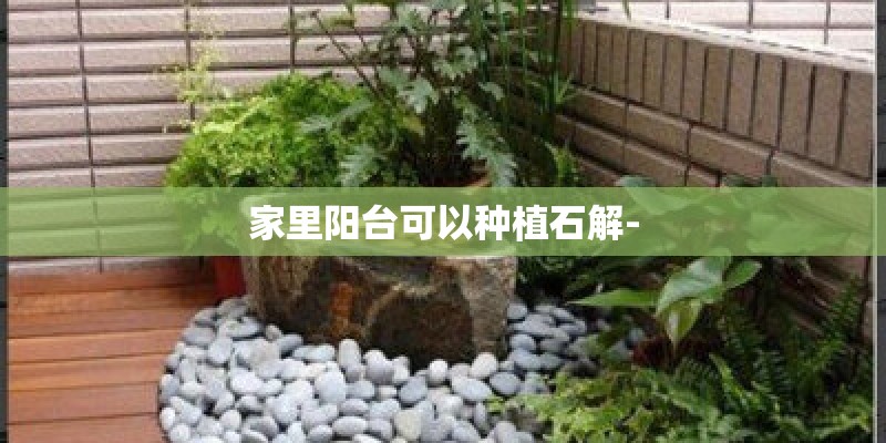 家里阳台可以种植石解- 家里阳台可以种植石解-