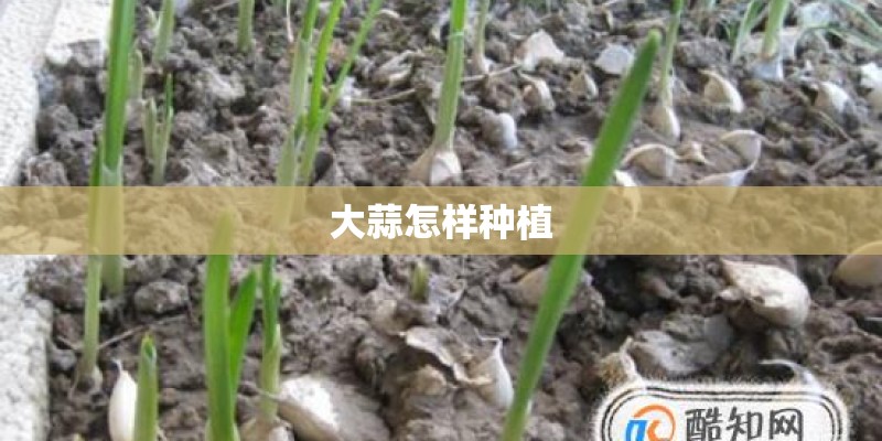 大蒜怎样种植