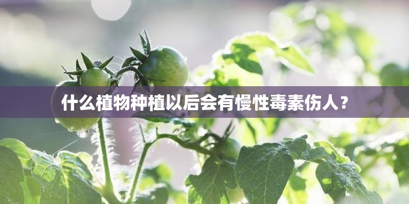 什么植物种植以后会有慢性毒素伤人？