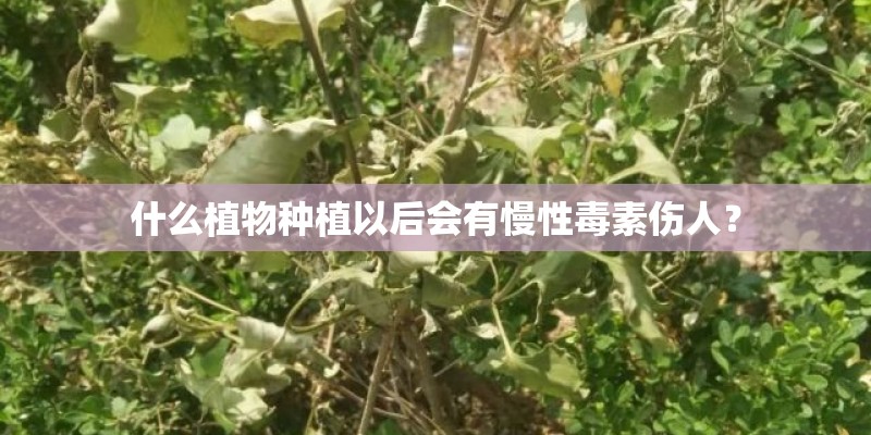 什么植物种植以后会有慢性毒素伤人？