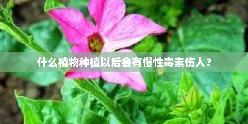 什么植物种植以后会有慢性毒素伤人？