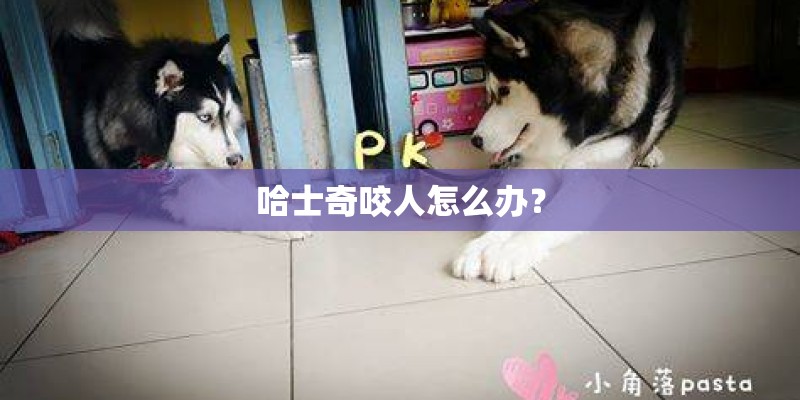 哈士奇咬人怎么办？