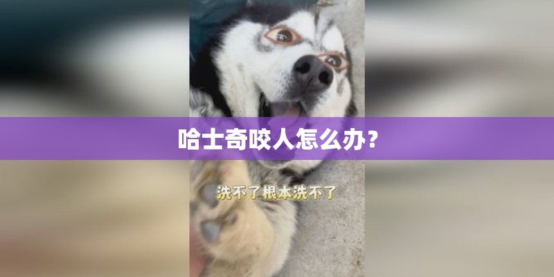 哈士奇咬人怎么办？