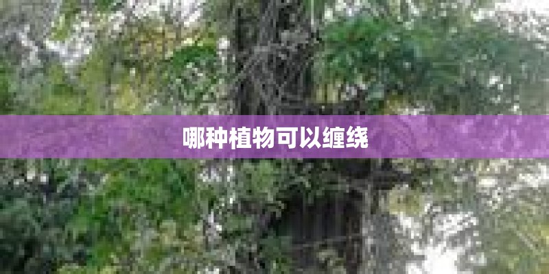 哪种植物可以缠绕