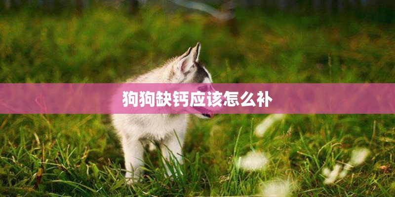 狗狗缺钙应该怎么补 狗狗缺钙应该怎么补