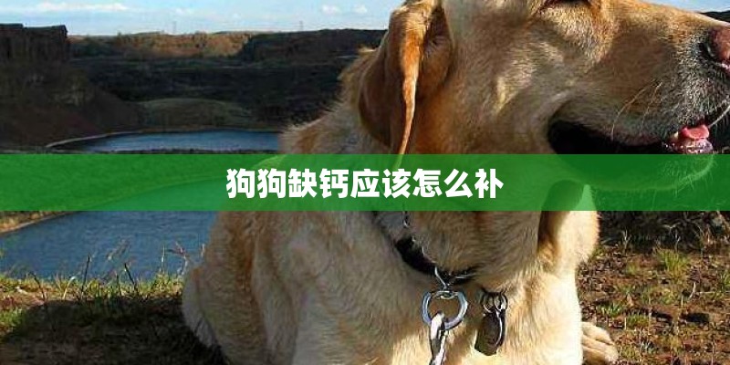 狗狗缺钙应该怎么补 狗狗缺钙应该怎么补
