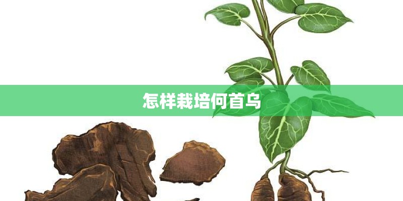怎样栽培何首乌