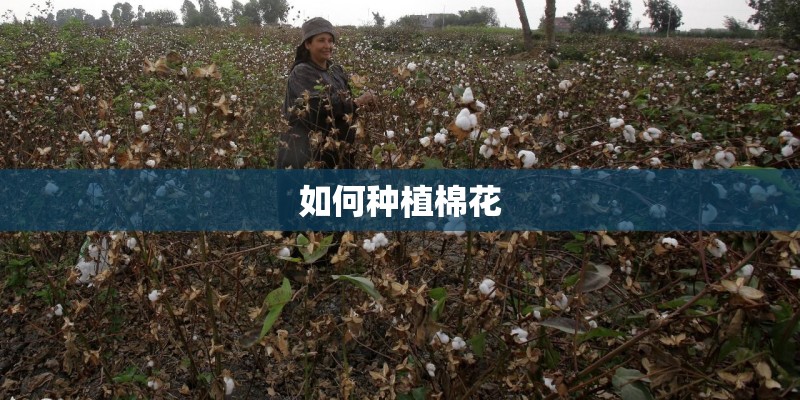 如何种植棉花