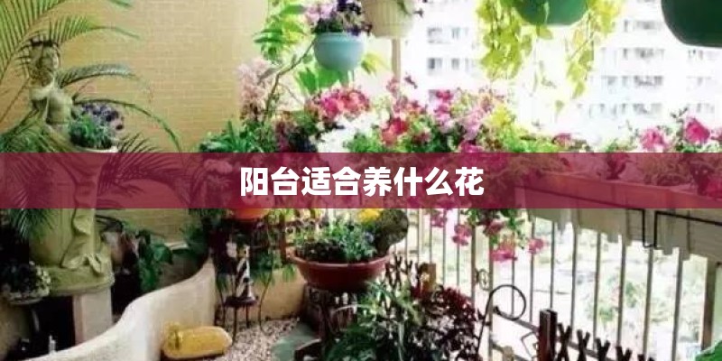 阳台适合养什么花