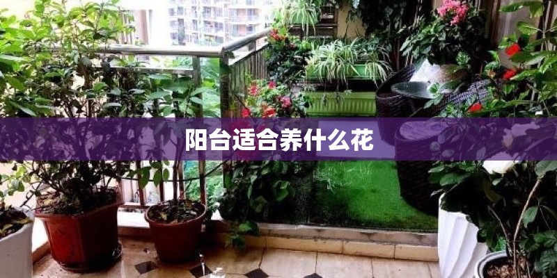 阳台适合养什么花