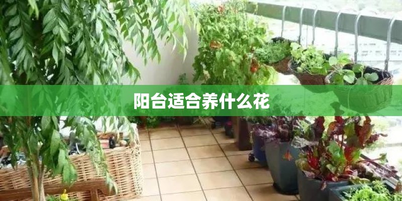 阳台适合养什么花
