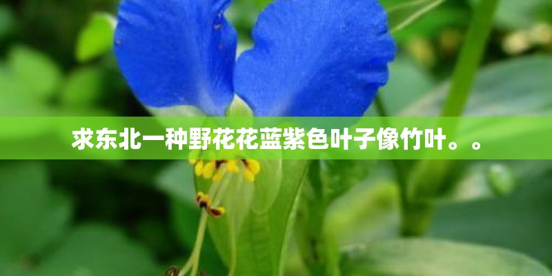 求东北一种野花花蓝紫色叶子像竹叶。。 求东北一种野花花蓝紫色叶子像竹叶。。