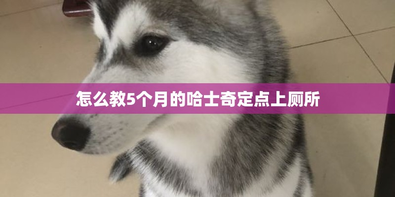 怎么教5个月的哈士奇定点上厕所