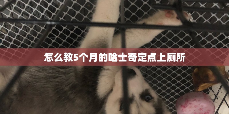 怎么教5个月的哈士奇定点上厕所