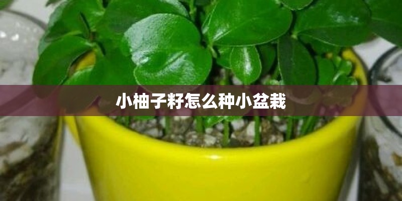 小柚子籽怎么种小盆栽