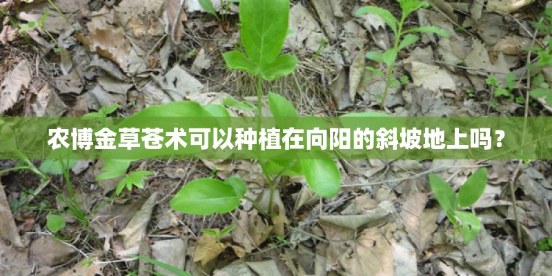 农博金草苍术可以种植在向阳的斜坡地上吗？