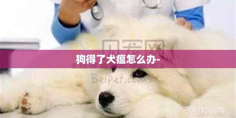 狗得了犬瘟怎么办-