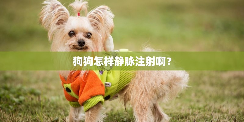 狗狗怎样静脉注射啊？