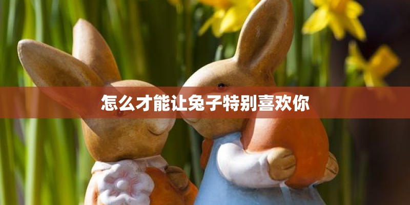 怎么才能让兔子特别喜欢你
