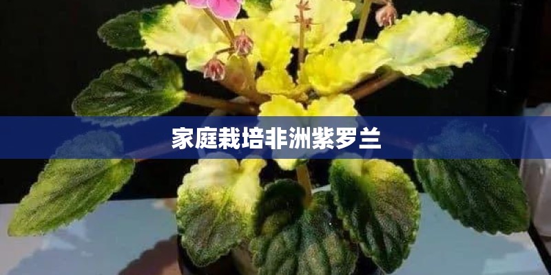 家庭栽培非洲紫罗兰 家庭栽培非洲紫罗兰