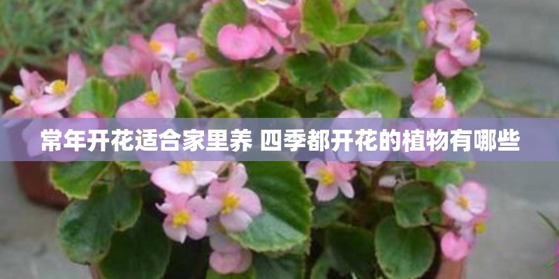 常年开花适合家里养 四季都开花的植物有哪些